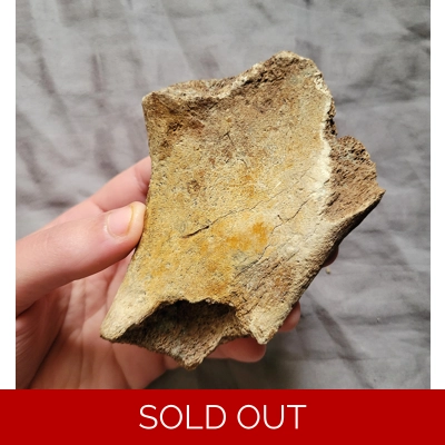 Ultra Rare Giant American Lion Hip Bone Mammal Cat Fossil From The Ice Age Florida